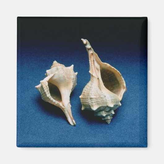 ムレックス殻 マグネット (正面)