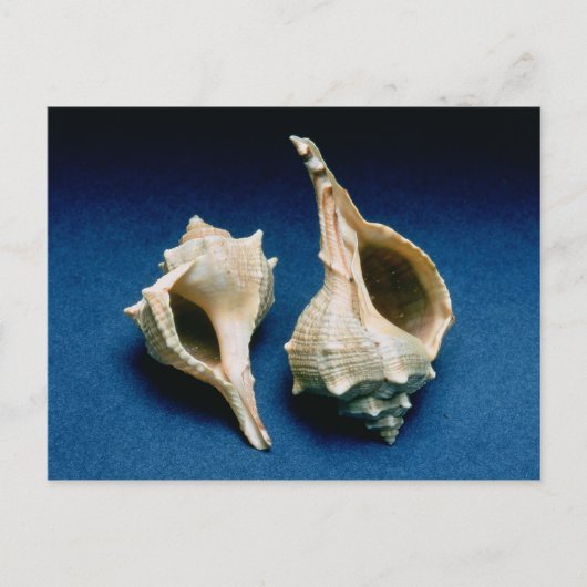 ムレックス貝殻 ポストカード (正面)