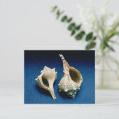 ムレックス貝殻 ポストカード (スタンド正面)