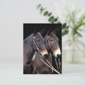 ムレツーソーム ポストカード (スタンド正面)