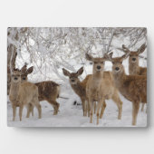 ムレディアワイオミング フォトプラーク (正面)