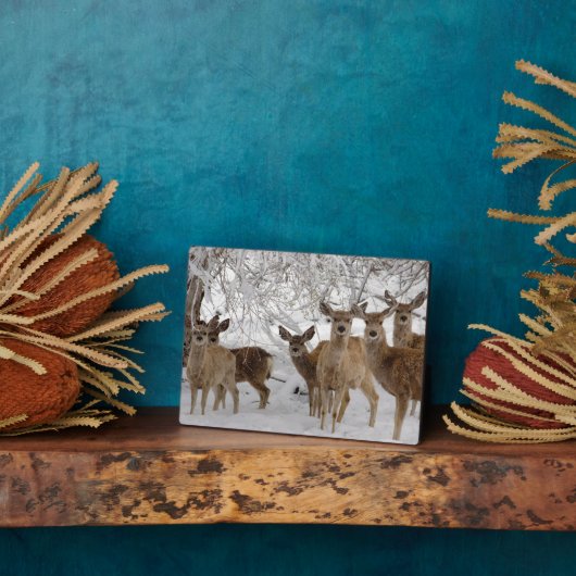 ムレディアワイオミング フォトプラーク (側面)