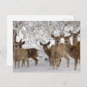 ムレディアワイオミング ポストカード (正面/裏面)