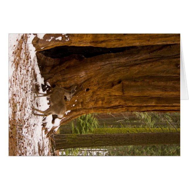 ムレディア (正面横)