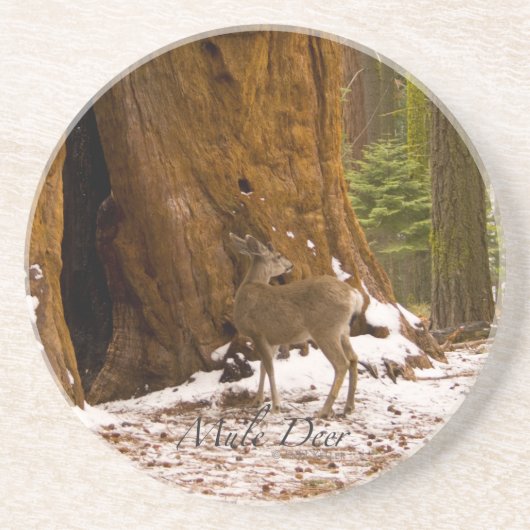 ムレディア コースター (正面)