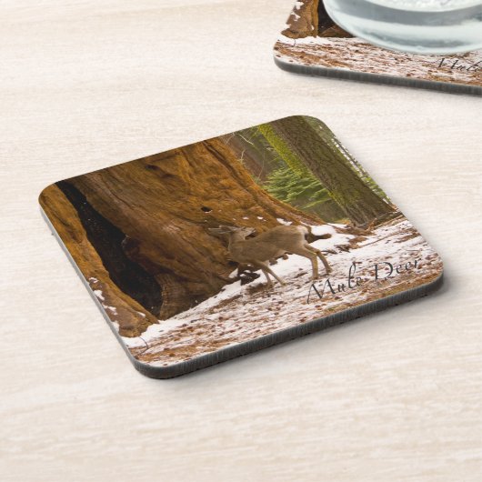 ムレディア コースター (左側)