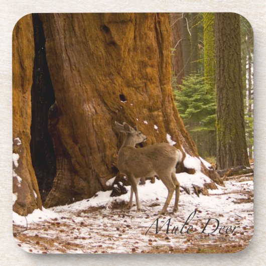 ムレディア コースター (正面)