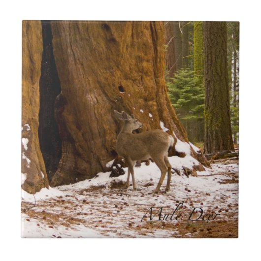 ムレディア タイル (正面)