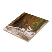 ムレディア タイル (側面)