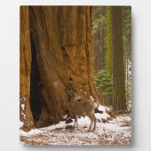 ムレディア フォトプラーク (正面)