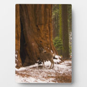 ムレディア フォトプラーク (正面)