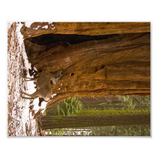 ムレディア フォトプリント (正面)