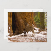 ムレディア ポストカード (正面/裏面)