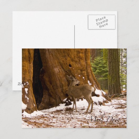 ムレディア ポストカード (正面/裏面)