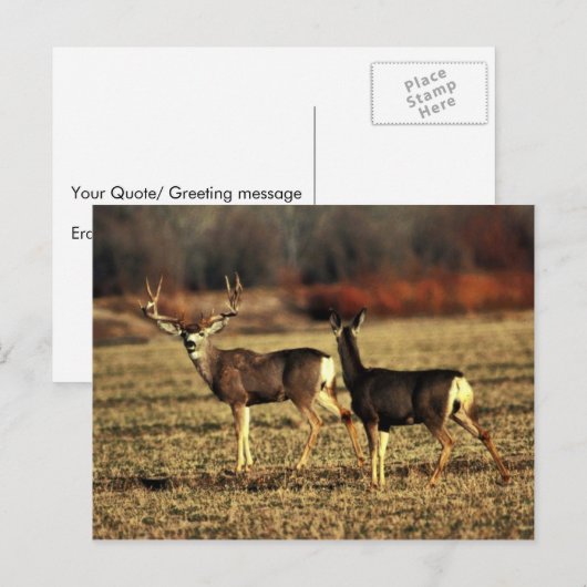 ムレディア ポストカード (正面/裏面)