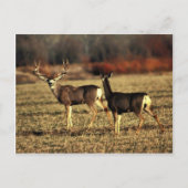 ムレディア ポストカード (正面)