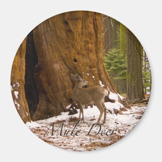 ムレディア マグネット (正面)