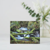 ムンソンクリーク葉書の上にモスラデンブランチ ポストカード (スタンド正面)