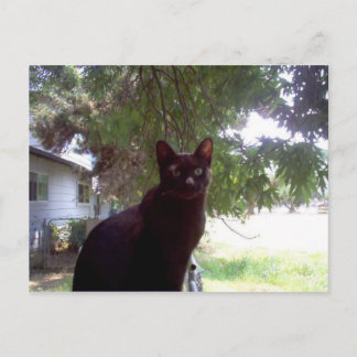 ムーシ ポストカード