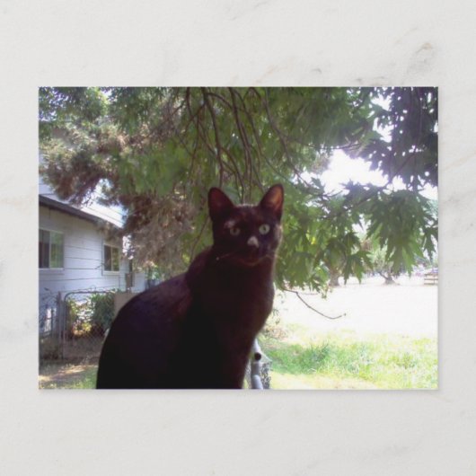 ムーシ ポストカード (正面)