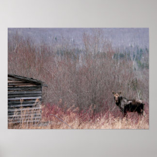 ムースとオールドハウス ポスター