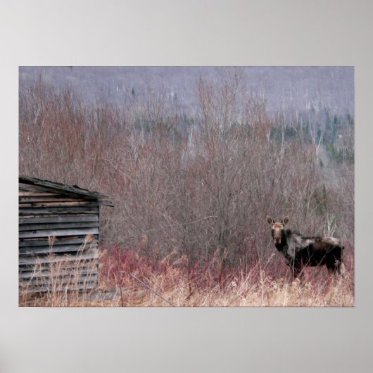 ムースとオールドハウス ポスター (正面)