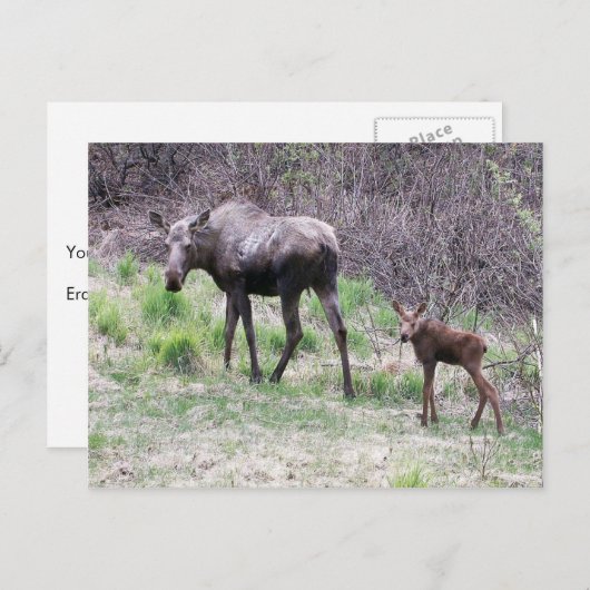 ムースとカーフ ポストカード (正面/裏面)