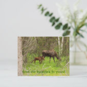 ムースと子牛 ポストカード (スタンド正面)