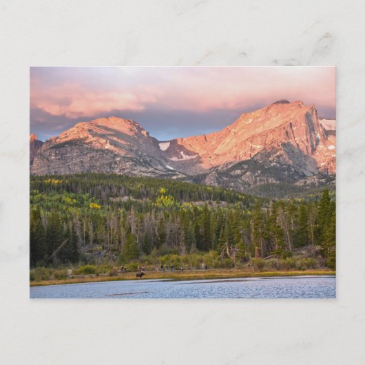 ムースと観光客ズアットスプラーグ湖，コロラド ポストカード (正面)