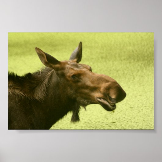 ムースはケーキと言った ポスター (正面)