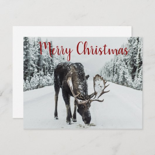 ムースインウィンタースノーホリデーカード シーズンカード (正面/裏面)