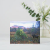 ムースオンカナグスハイウェイ ポストカード (スタンド正面)