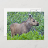 ムースカーフは多くの氷河の谷に ポストカード (正面/裏面)