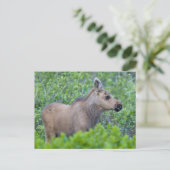 ムースカーフは多くの氷河の谷に ポストカード (スタンド正面)