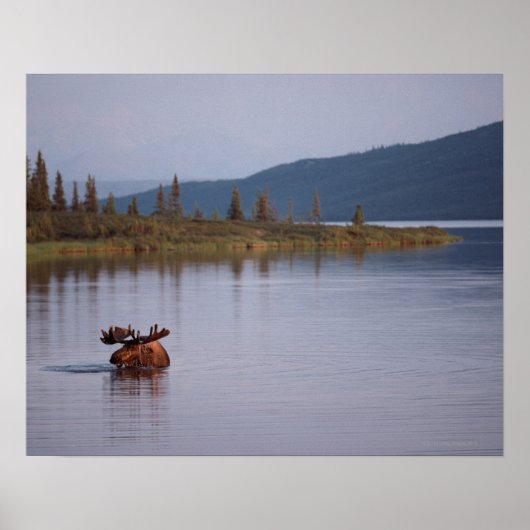 ムーススイミングインレイク ポスター (正面)