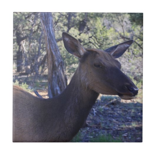 ムースセラミックタイル タイル (正面)