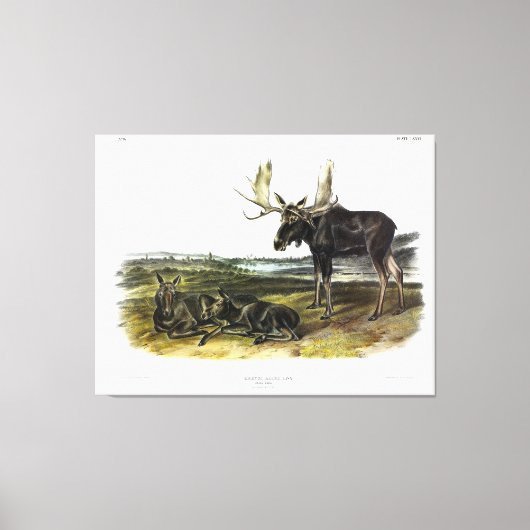 ムースディアー（ムース – Alces alces）by Audubon キャンバスプリント (正面)
