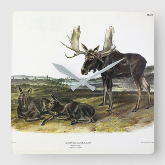 ムースディアー(ムース – Alces alces)by Audubon スクエア壁時計 (正面)
