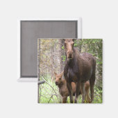 ムース動物の森の平和ラブデスティニー マグネット (正面/裏面)