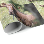 ムース包装紙 ラッピングペーパー (ロールコーナー)