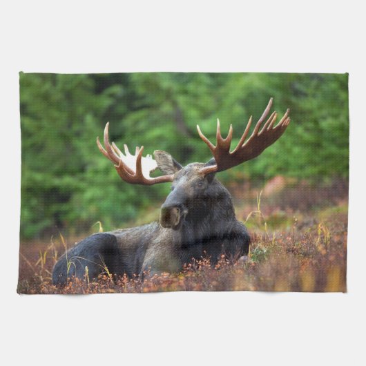 ムース手タオル キッチンタオル (横)