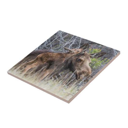 ムース生まれたばかりのカーフカーフの母親のナッツリング タイル (側面)