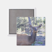 ムース磁石 マグネット (正面/裏面)