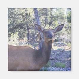 ムース磁石 マグネット