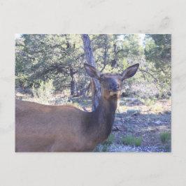 ムース葉書 ポストカード