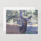 ムース・はがき ポストカード (正面/裏面)