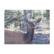 ムース・はがき