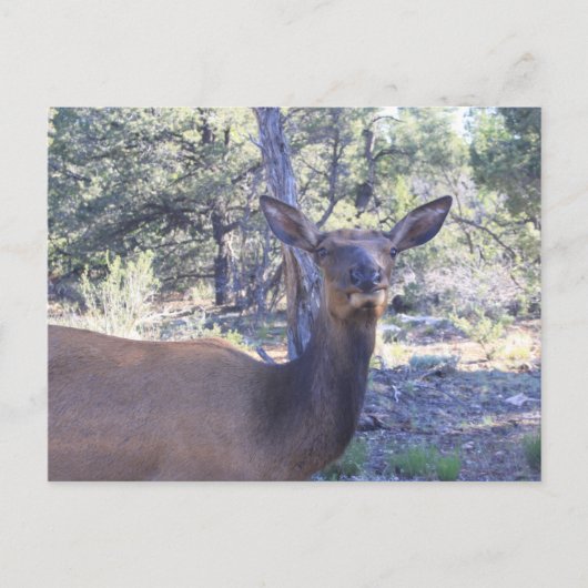 ムース・はがき ポストカード (正面)