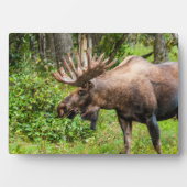 ムース | アラスカ州 ケナイ半島 フォトプラーク (正面)