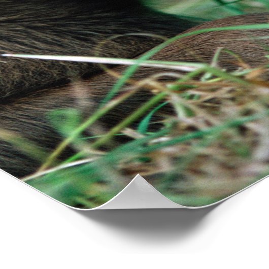 ムース、アルケス、子牛の草の中に横たわる、Kenai ポスター (角)